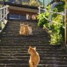 NYARU 的头像