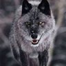 Фото профиля wolf gray