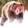 Cyborg Bear's profile picture