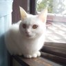 白稲 光 profil fotoğrafı