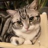 晏燕 profil fotoğrafı