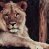 عبدالله's profile picture