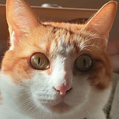 hibiki4815qoo22's profile picture