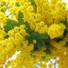 Фото профиля 相田華子