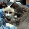 🌈マイケルさとネコ。💎2022〜🐱🌈。's profile picture
