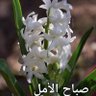 عمرو سعد's profile picture
