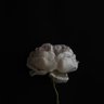 หนอนข้าว's profile picture