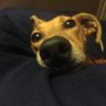 the lurcher profil fotoğrafı
