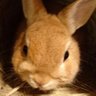Profilbild von プチトマト