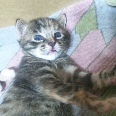 きんた's profile picture