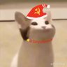 残酷无情猫猫头 的头像
