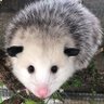 K!! 💫🐀's profile picture