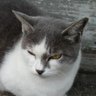 ネコッチさん's profile picture