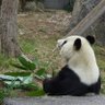 子パンダ profil fotoğrafı