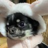 Profilbild von 豆しゃん