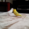 Chiki Chiki profil fotoğrafı