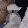 🐨 Bartas 🇵🇱's profile picture