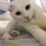 Pum profil fotoğrafı