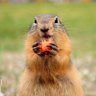 Фото профиля Marmota Infernal en Lunes Sin Cafe