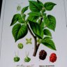 Фото профиля Maulbeere