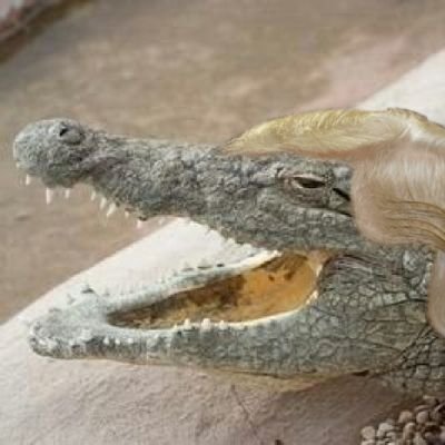 ForfiterP's profile picture