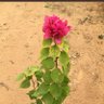 Фото профиля حديقة المنزل