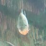 piranho's profile picture
