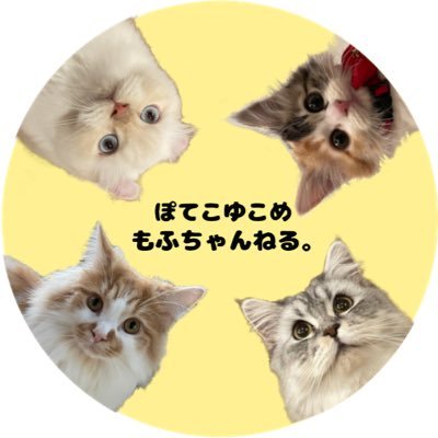 ぽてこゆこめ。's profile picture