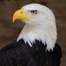 Hai Alqas's profile picture