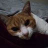 Фото профиля 猫路地「ネコロジー」
