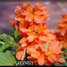 तात्या's profile picture
