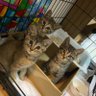 そこら辺のオッサン profil fotoğrafı
