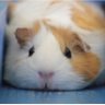 WASABI's profile picture