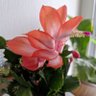 Фото профиля cerise01