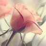 Joy of Life's profile picture