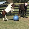 RescueWarrior's profile picture