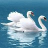 Rosemary Kline-Wall profil fotoğrafı
