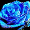 Rose Blue's profile picture