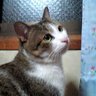 Profilbild von まちゃこぅ