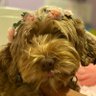PudzyLuv's profile picture
