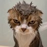 Silviw's profile picture