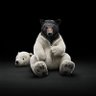 Dr. Blackpolarbear's profile picture