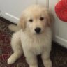 Фото профиля HobietheGolden