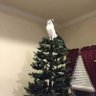 Nipe profil fotoğrafı