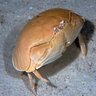Smooth Crab 的头像