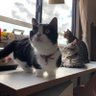 ちゃーりん7 的头像