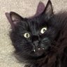 Roger Spencer's profile picture