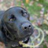 blacklabproductions's profile picture