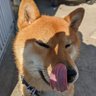 コウ's profile picture