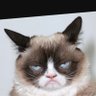 Ivo's profile picture
